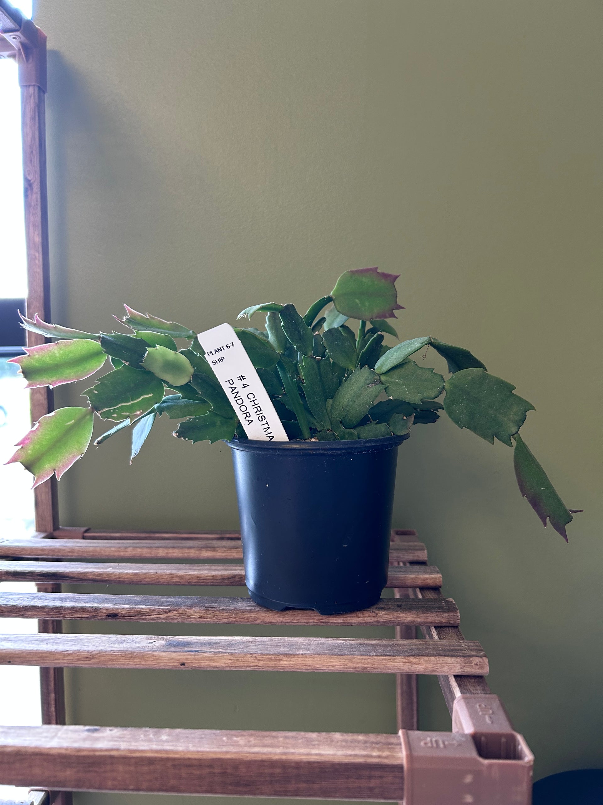 Potted plant on a wooden shelf with a green wall background