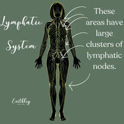 Diagram of the lymphatic system with highlighted areas on a green background