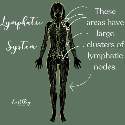 Diagram of the lymphatic system with highlighted areas on a green background