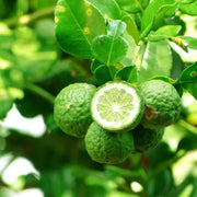 Green bergamot citrus fruit with a cut half showing the interior on a tree branch.