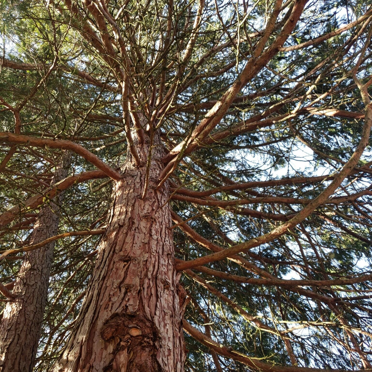 Nature's Oil - Cedarwood Essential Oil | Organic