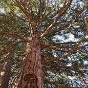 Tall cedarwood tree with a thick trunk and sprawling branches against a blue sky.