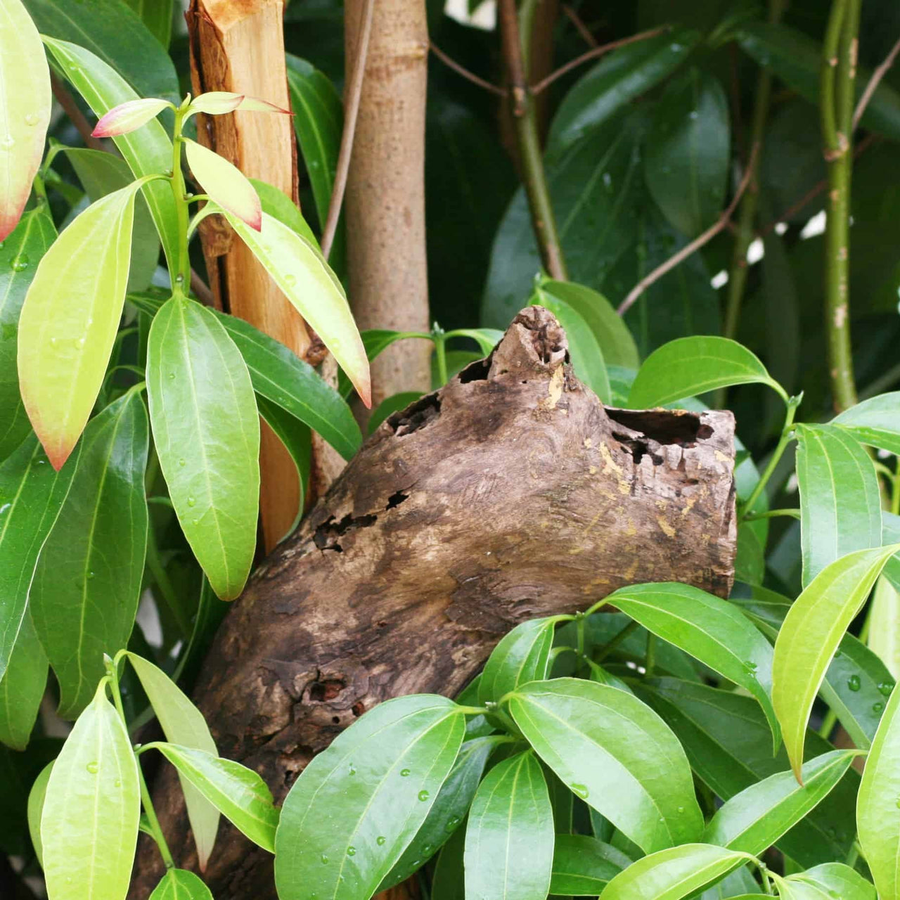 Nature's Oil - Cinnamon Bark Essential Oil | Organic