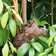 Cinnamon Bark among green leaves