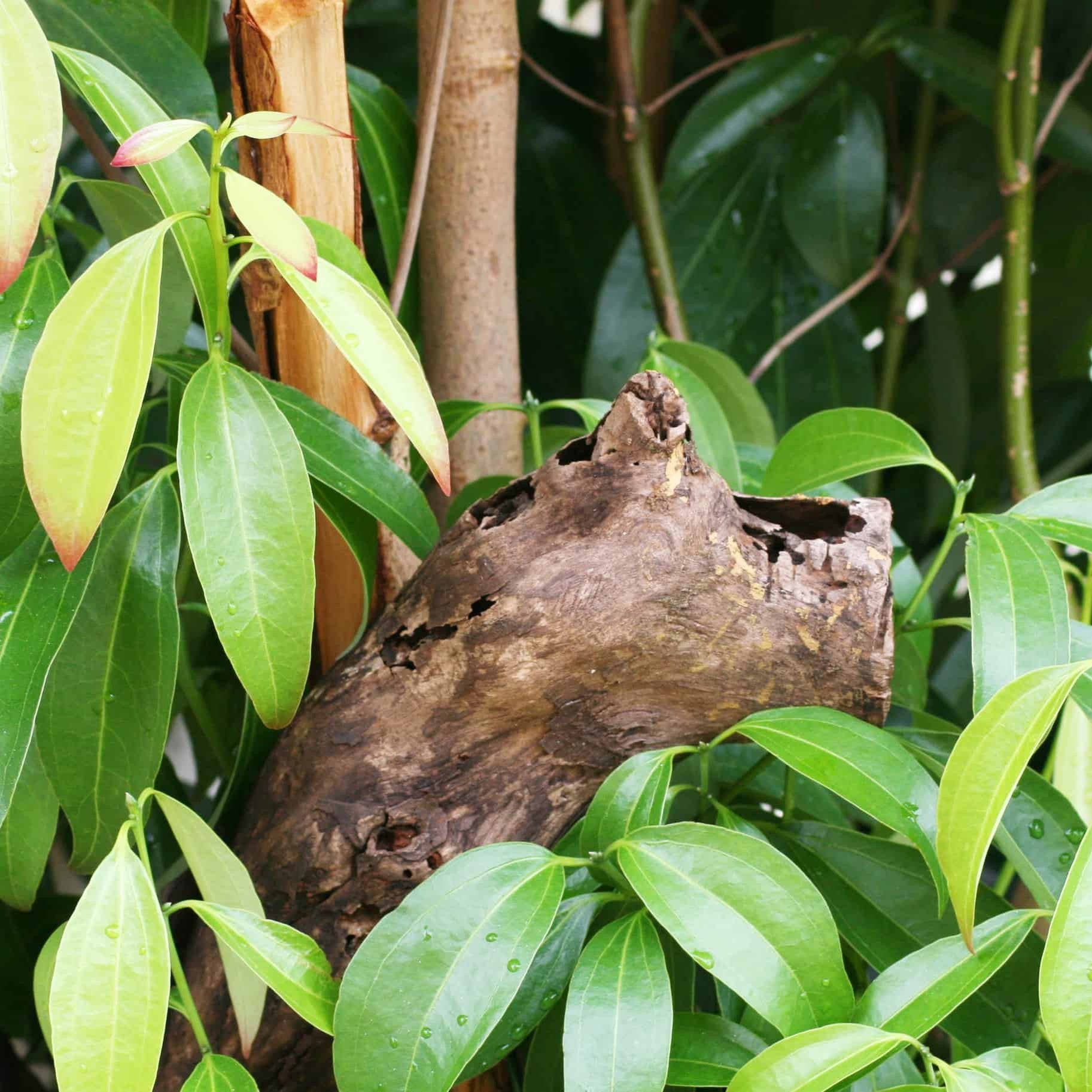 Cinnamon Bark among green leaves