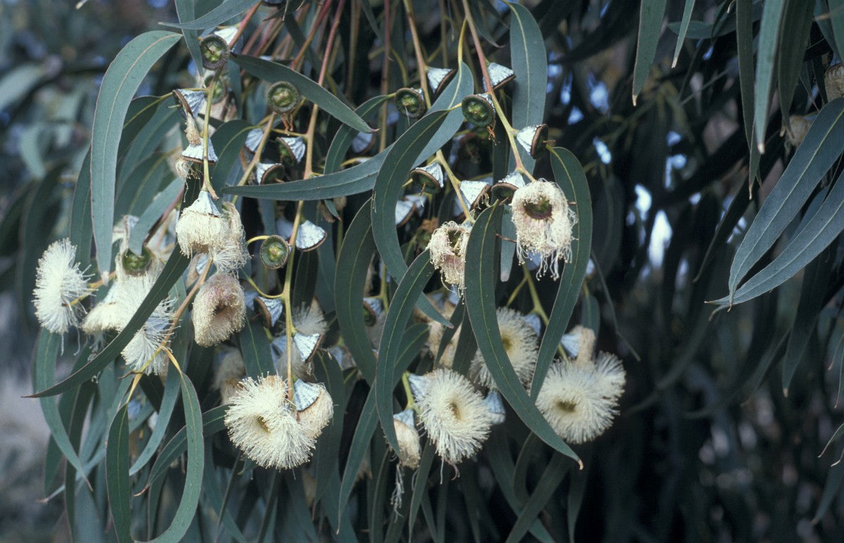 Nature's Oil - Eucalyptus Globulus Essential Oil | Organic