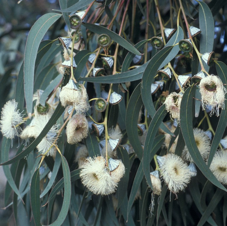 Close-up of eucalyptus leaves and flowers with a blurred background
