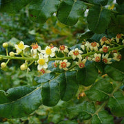 Close-up of green Frankincense leaves and small yellow flowers with red centers.