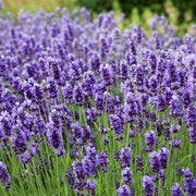 Field of purple lavender flowers with green stems.