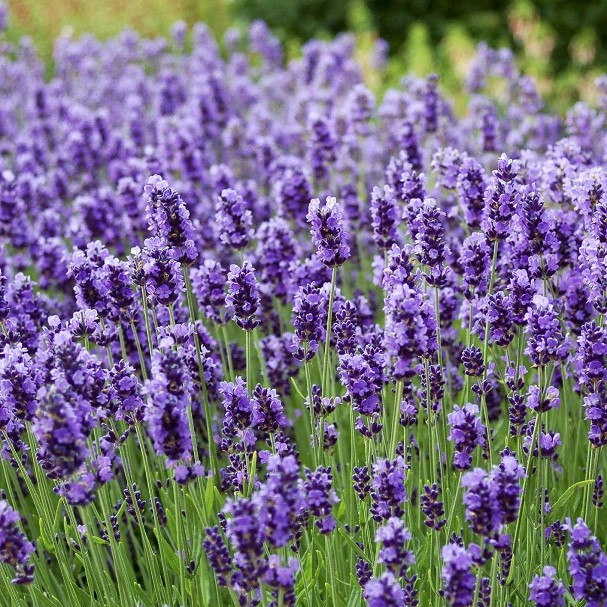 Field of purple lavender flowers with green stems.