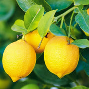 Three lemons hanging from a tree with green leaves.
