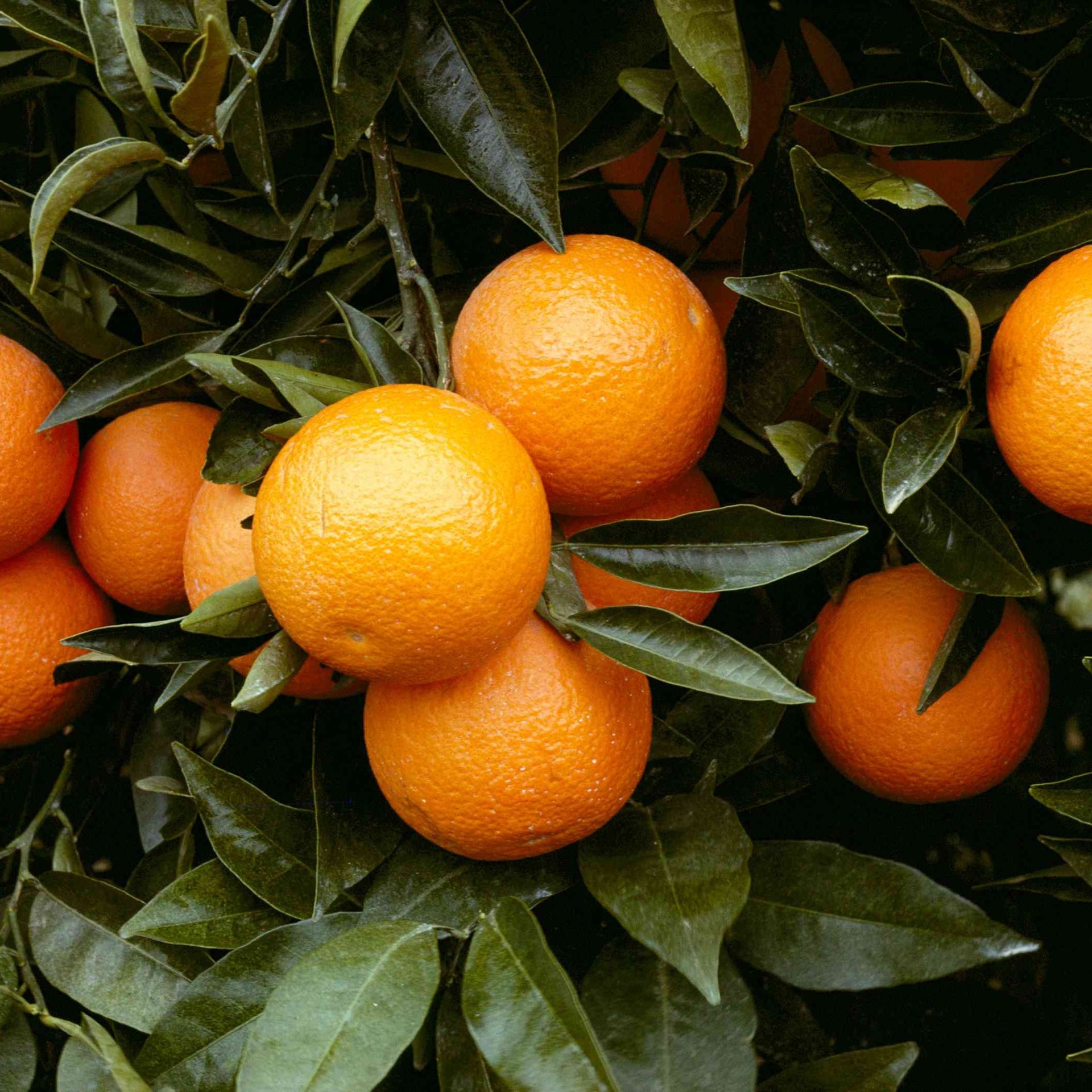 Oranges hanging from a tree with green leaves