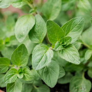 Close-up of green oregano leaves with a blurred background