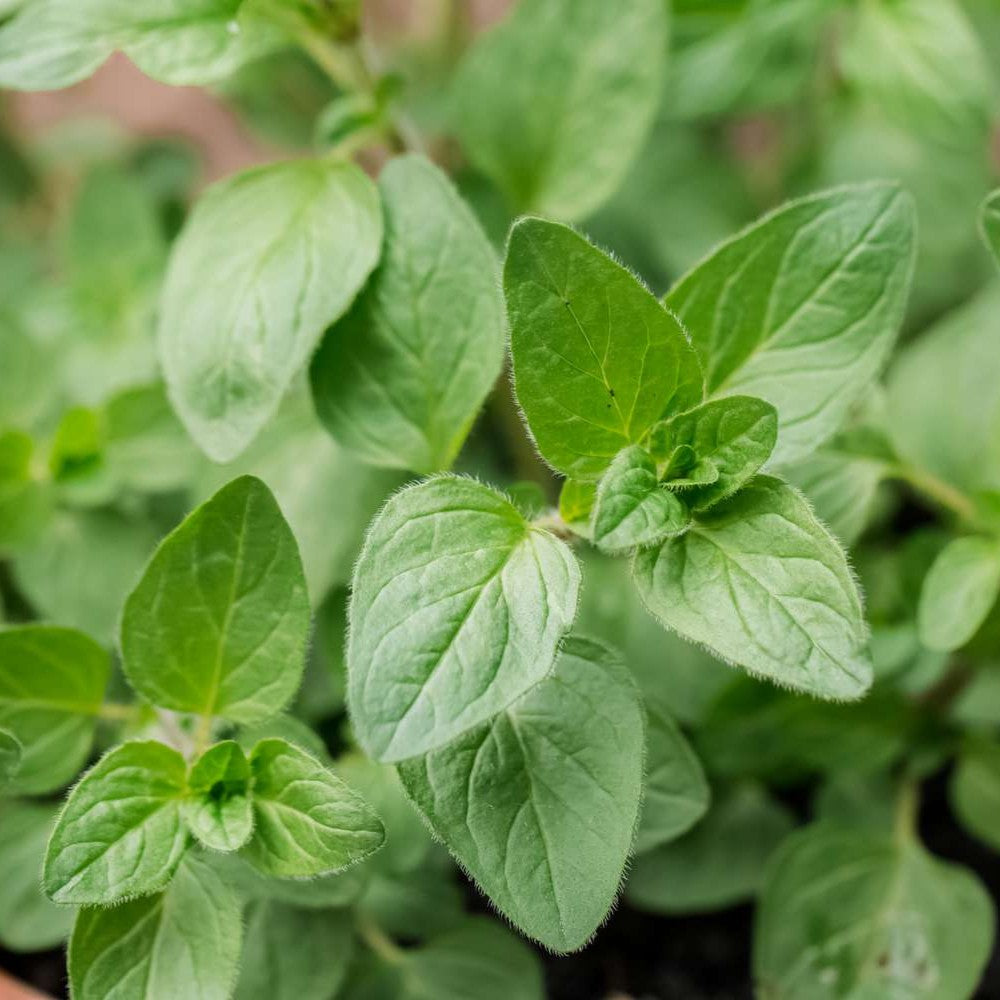 Close-up of green oregano leaves with a blurred background