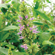Close-up of a patchouli plant with green leaves and purple flowers.