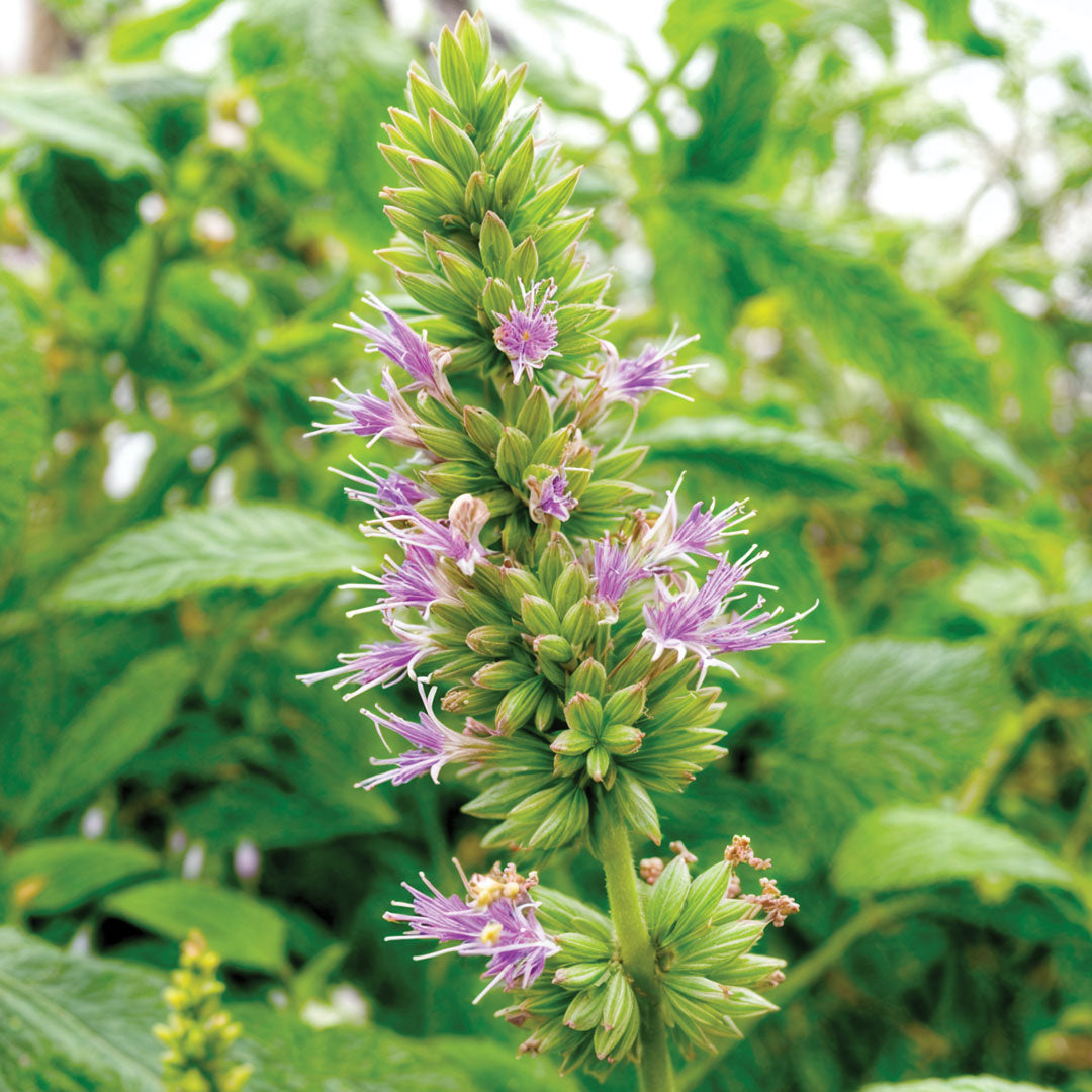Close-up of a patchouli plant with green leaves and purple flowers.