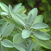 Close-up of green sage leaves with a blurred green background
