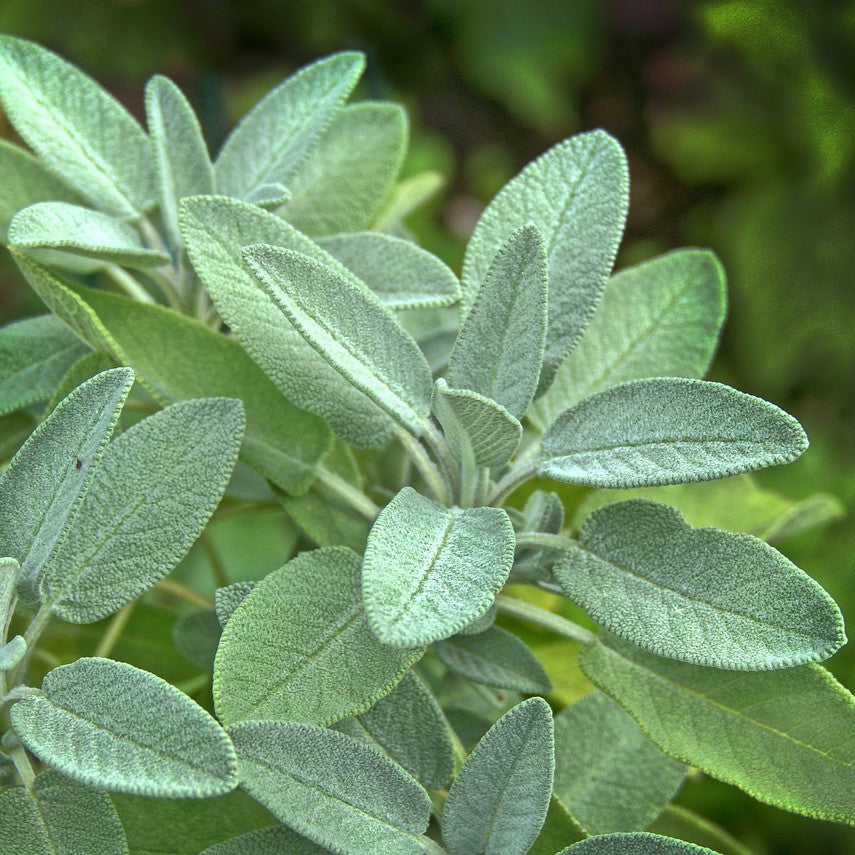 Close-up of green sage leaves with a blurred green background