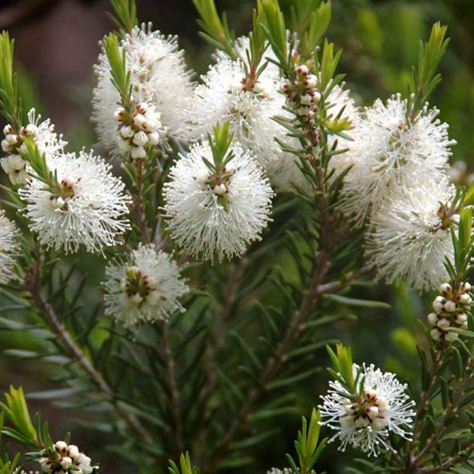 Close-up of white tea tree flowers with green leaves