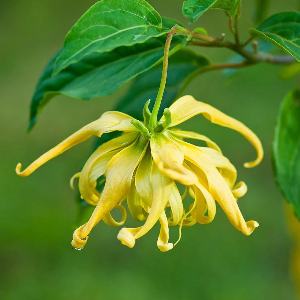 Nature's Oil - Ylang Ylang Essential Oil