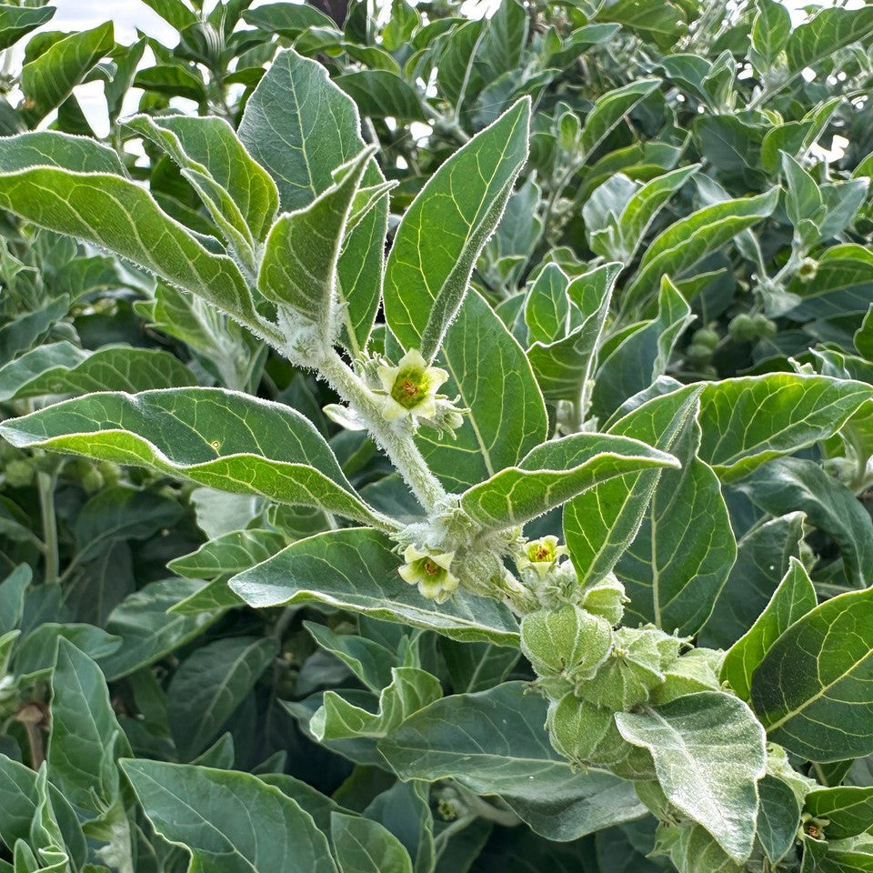 Close-up of ashwagandha green leaves and small flowers on a plant