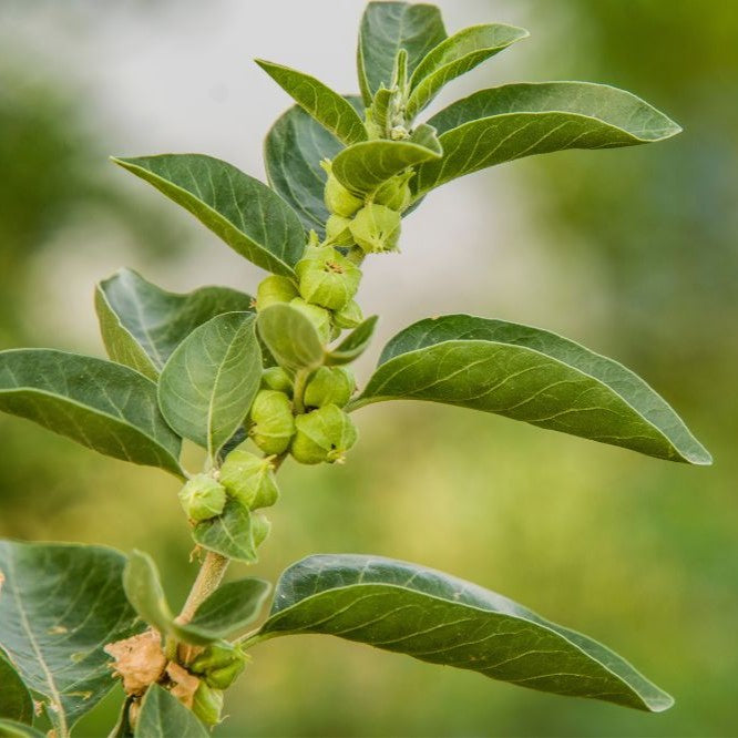 Mountain Rose Herbs - Ashwagandha Extract | Organic