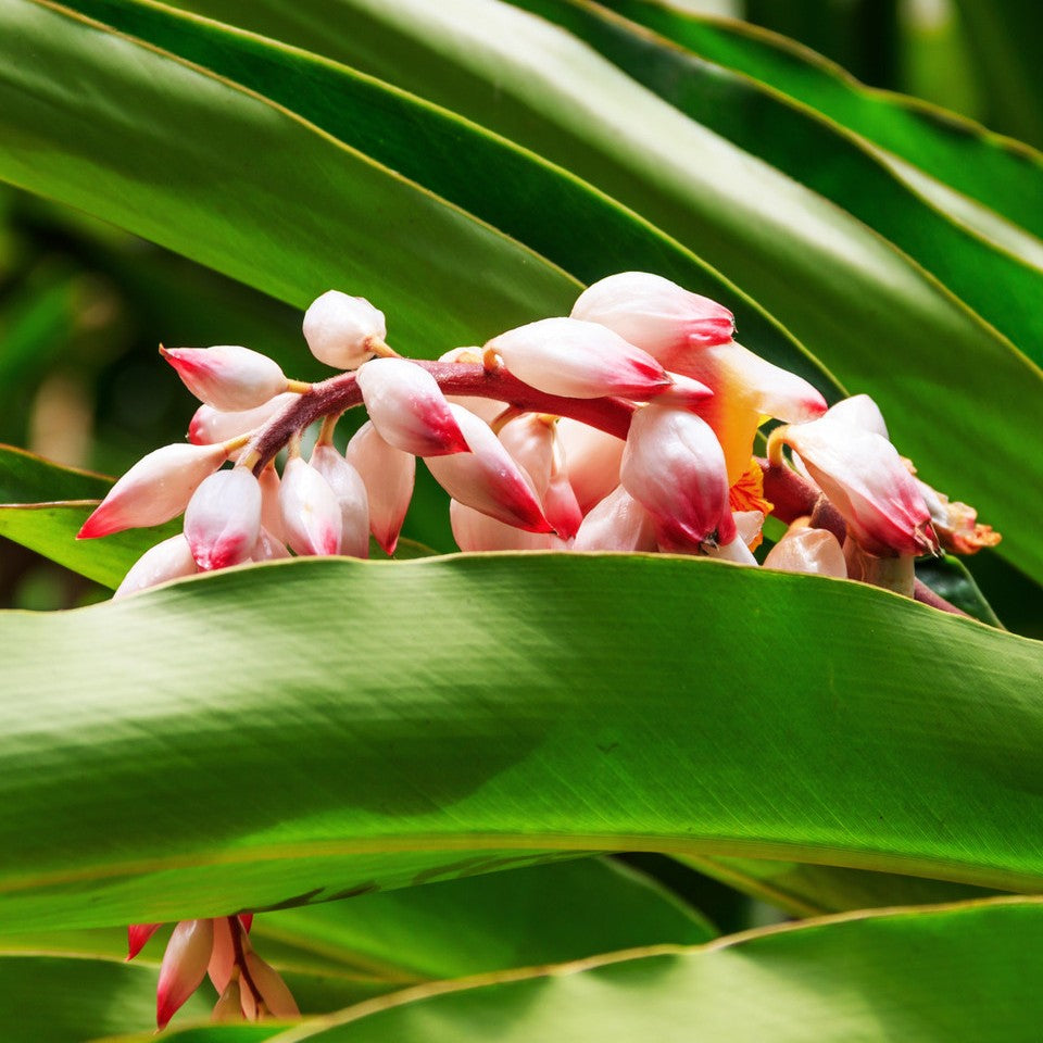 Herbs - Cardamom Seed Powder | Organic