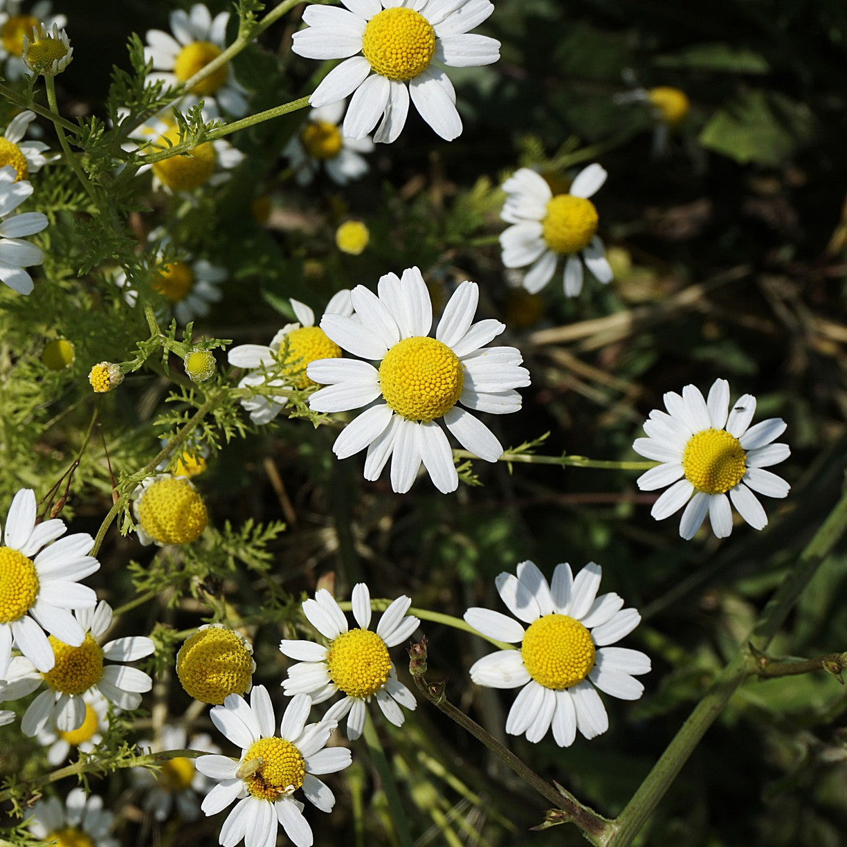 White chamomile flowers with yellow centers in a natural setting
