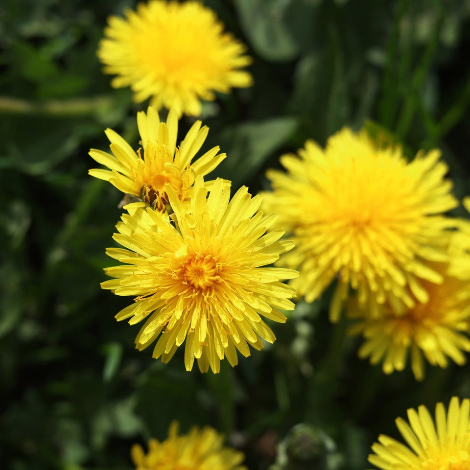 Herbs - Dandelion Leaf | Organic