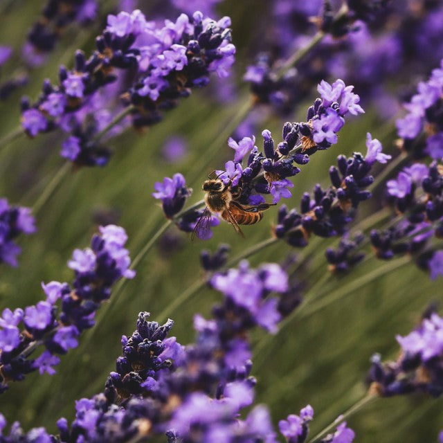 Bee on a lavender flower with a blurred background