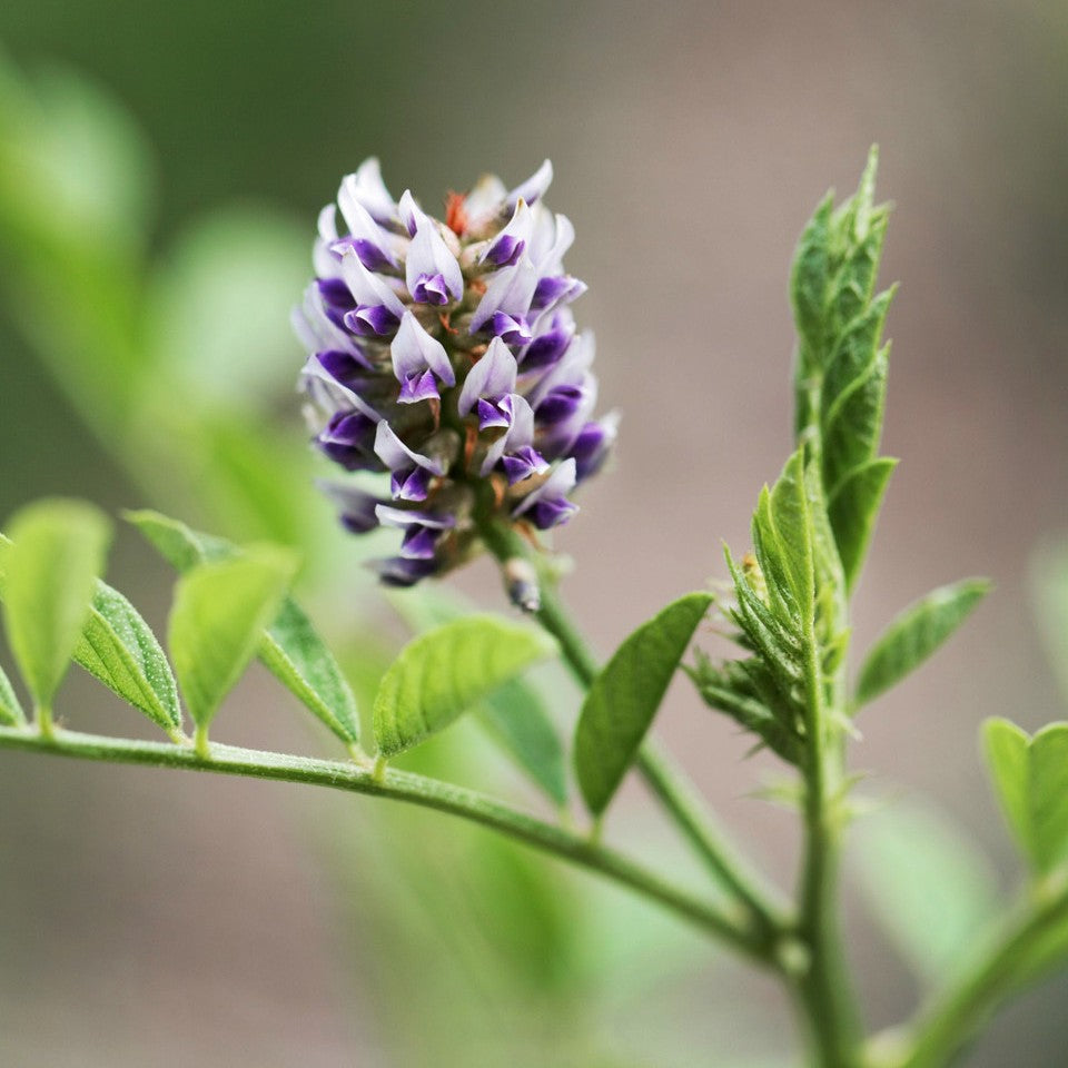 Herbs - Licorice Root | Organic