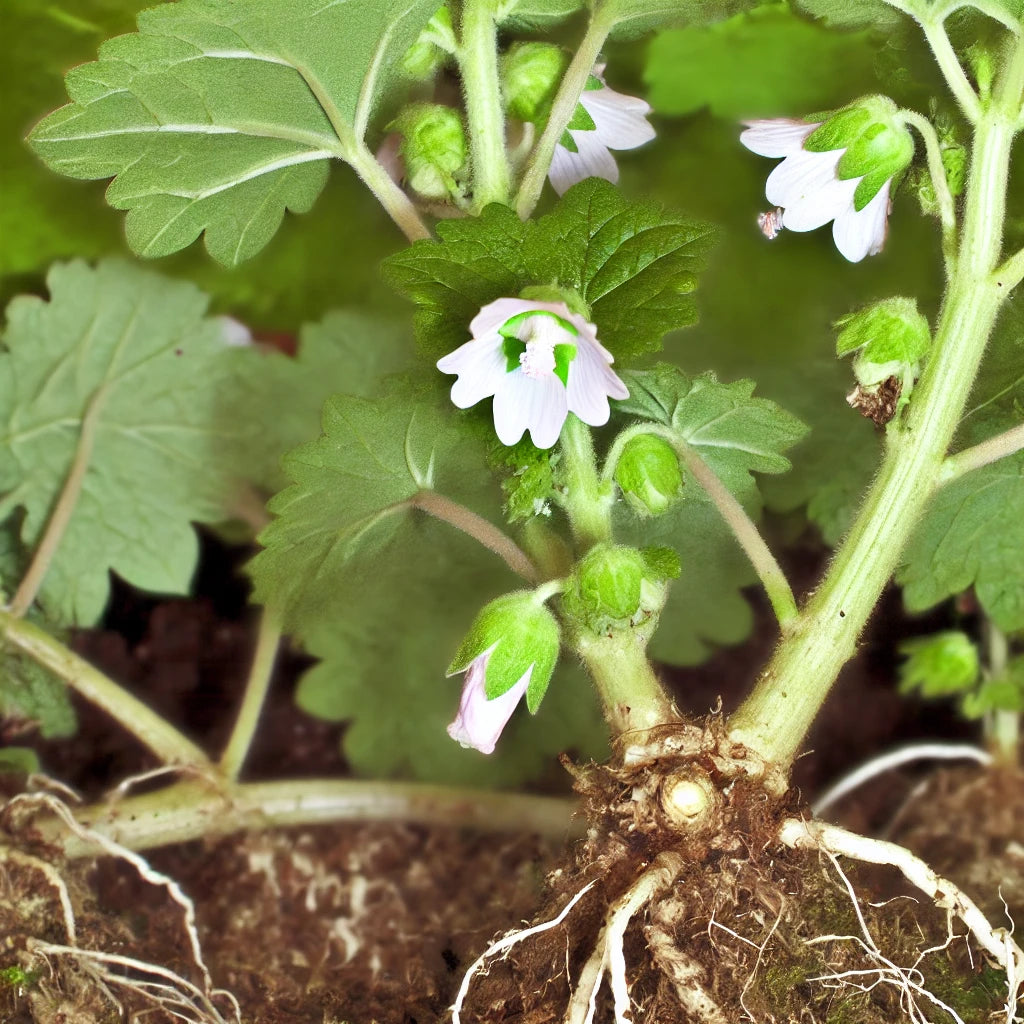 Herbs - Marshmallow Root | Organic