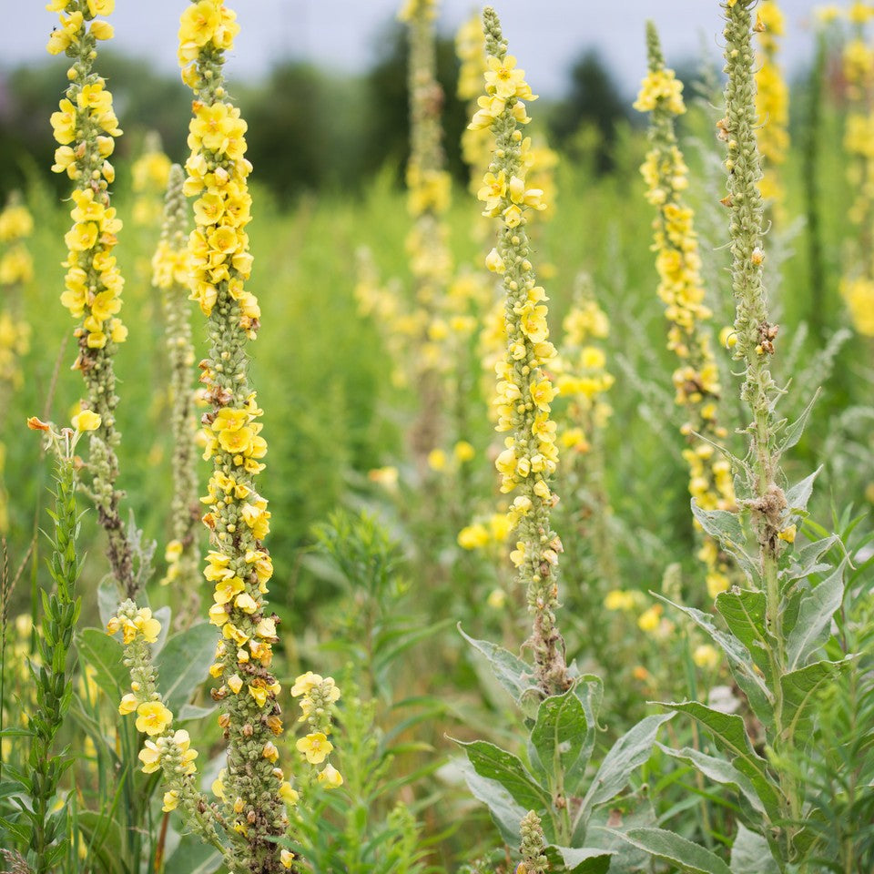 Herbs - Mullein Leaf | Organic