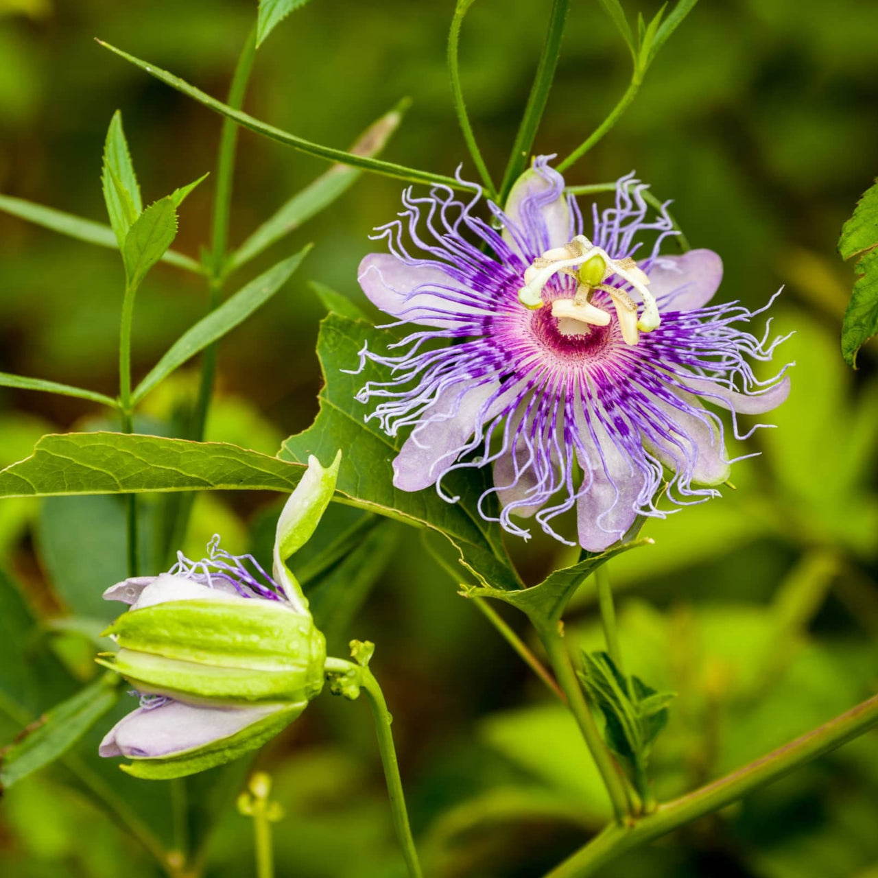 Purple Passion flower with green leaves on a blurred green background