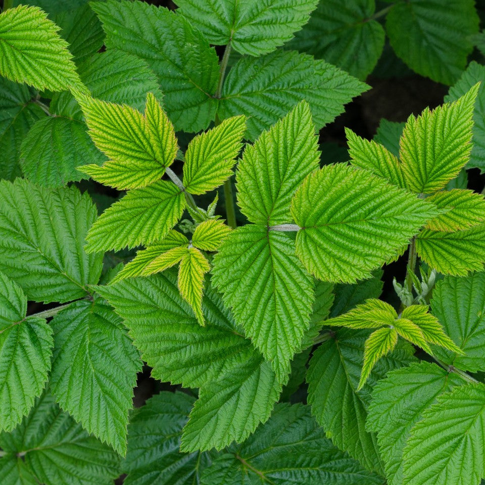 Herbs - Raspberry Leaf | Organic