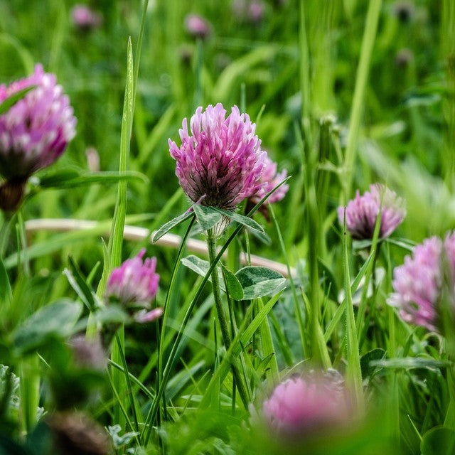 Herbs - Red Clover | Organic