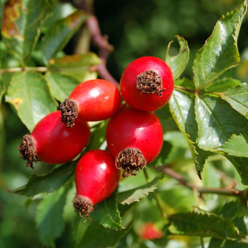 Herbs - Rose Hips | Organic