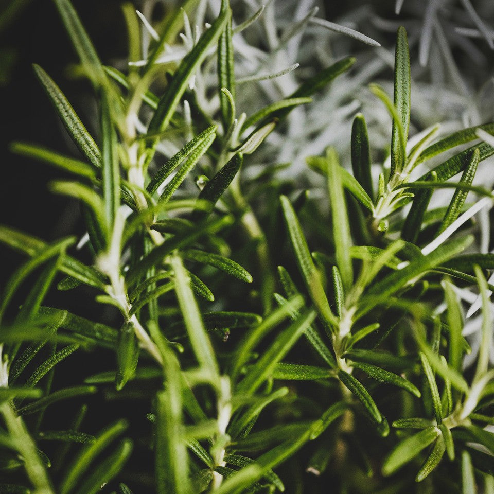 Herbs - Rosemary | Organic