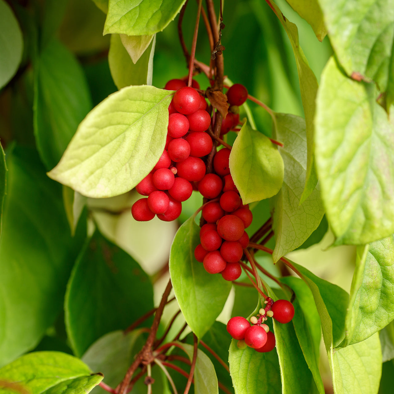 Herbs - Schisandra Berry | Organic