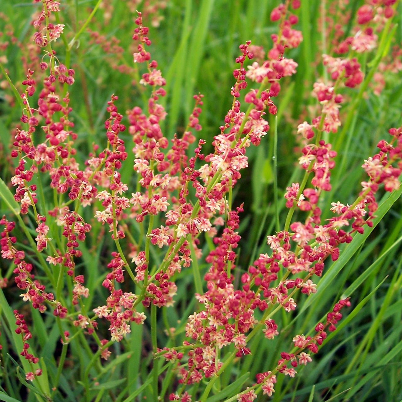 Close-up of sheep sorrel pink flowers with green leaves in the background