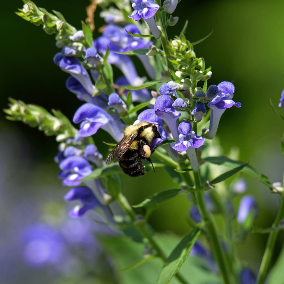 Herbs - Skullcap | Organic