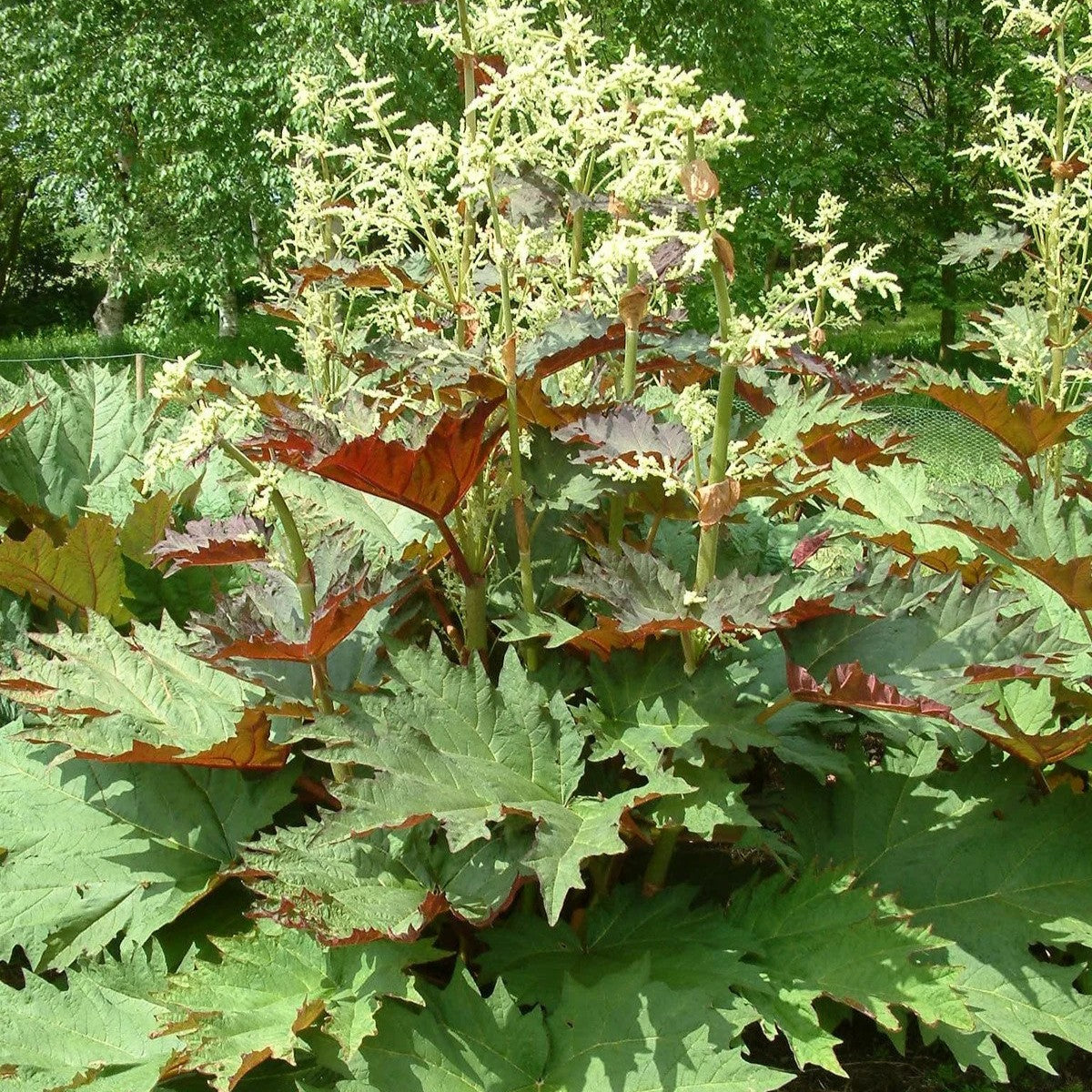 A close-up of a rhubarb plant in a garden, featuring large green leaves with reddish-brown edges and tall stalks of small white flowers, with a blurred green background of trees.
