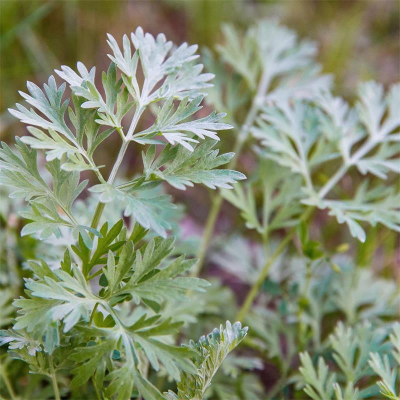 Close-up of green leafy wormwood plant with a blurred natural background