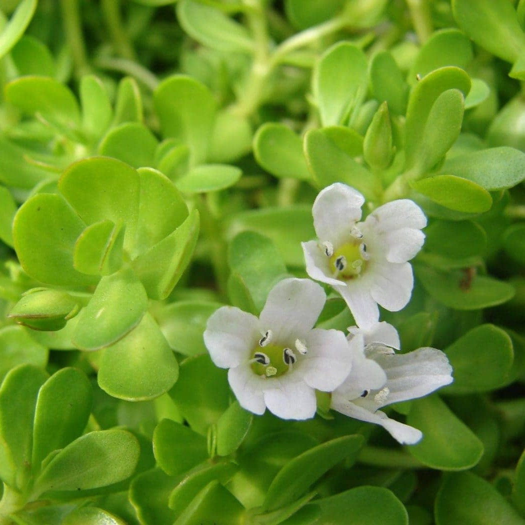 Mountain Rose Herbs - Brahmi Extract | Organic