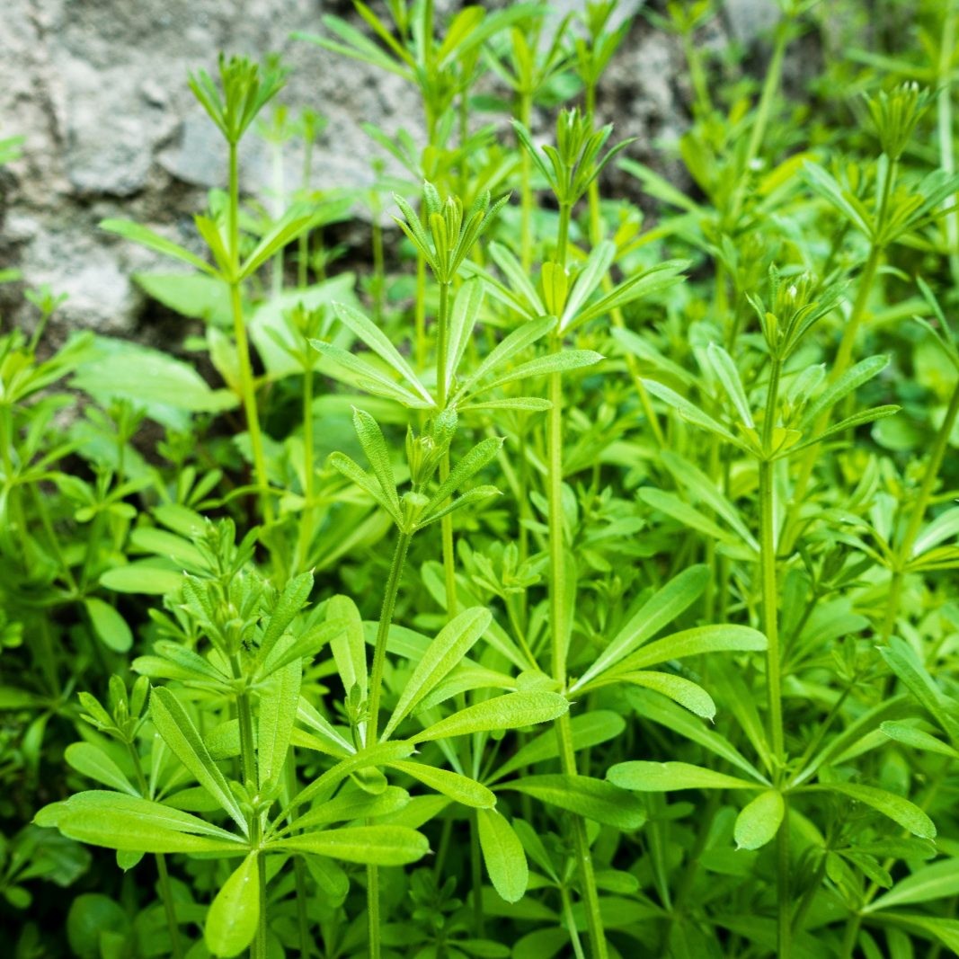 Fresh green leafy plant stems with clustered oval leaves growing outdoors against a blurred stone background.