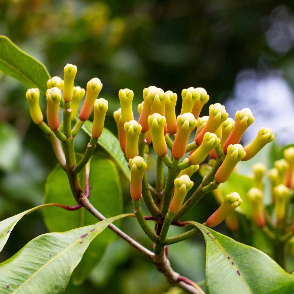 Close-up of green and orange flower buds on a branch with blurred green foliage in the background.