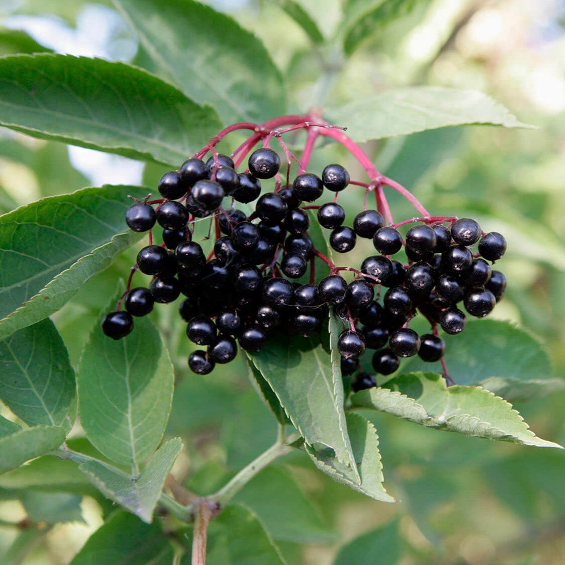 Herbs - Elderberry | Organic
