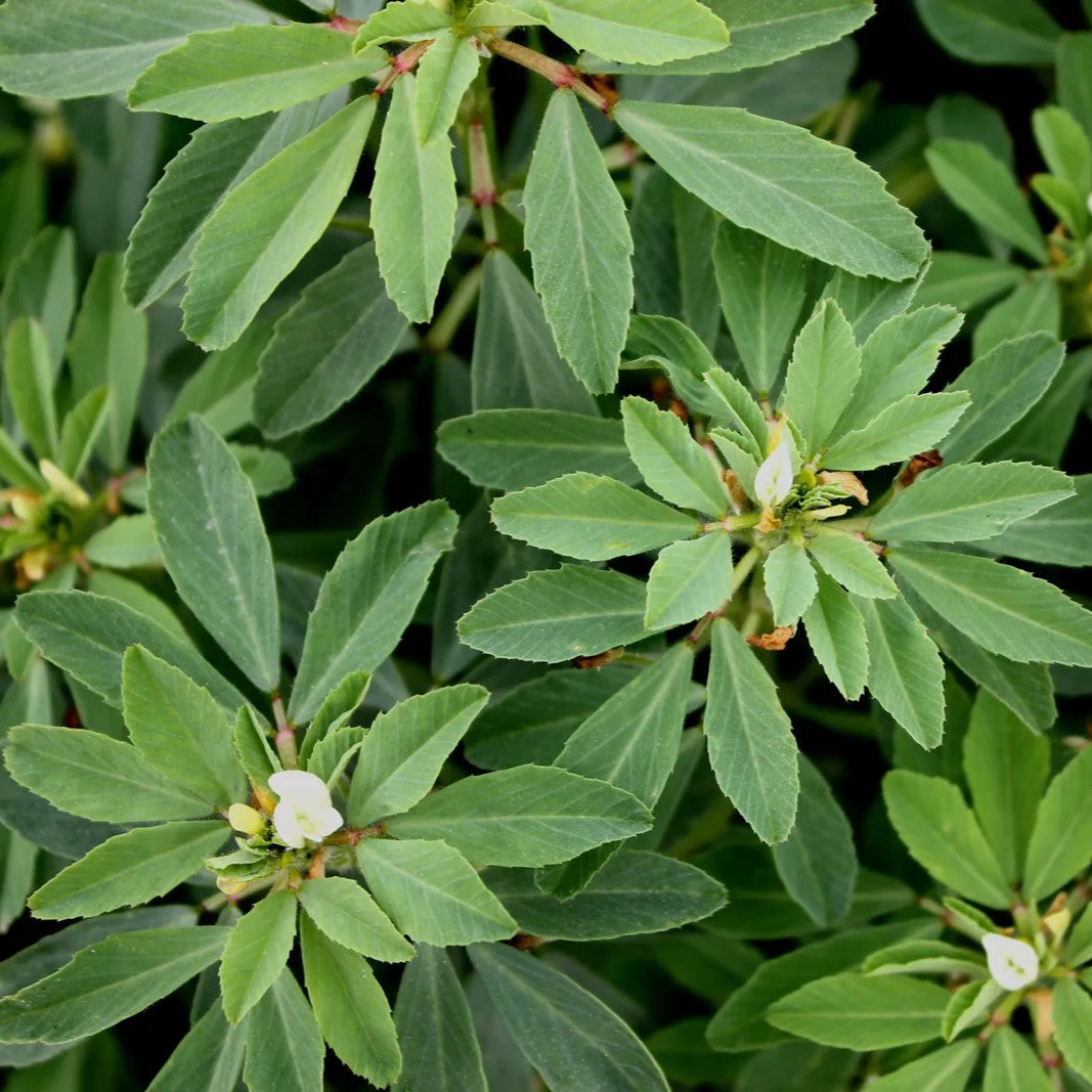 Herbs - Fenugreek Seed Powder | Organic