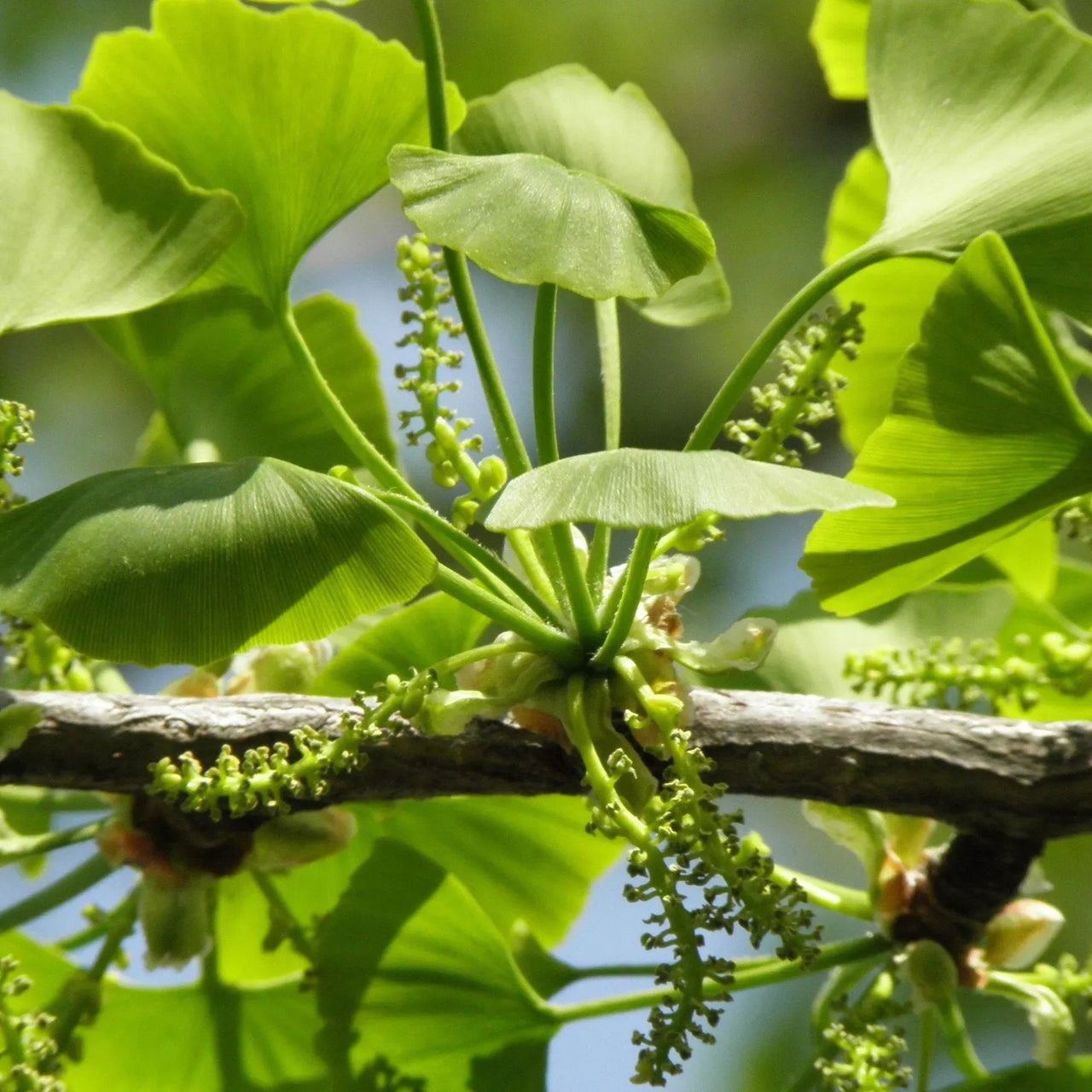 Mountain Rose Herbs - Ginkgo Extract | Organic