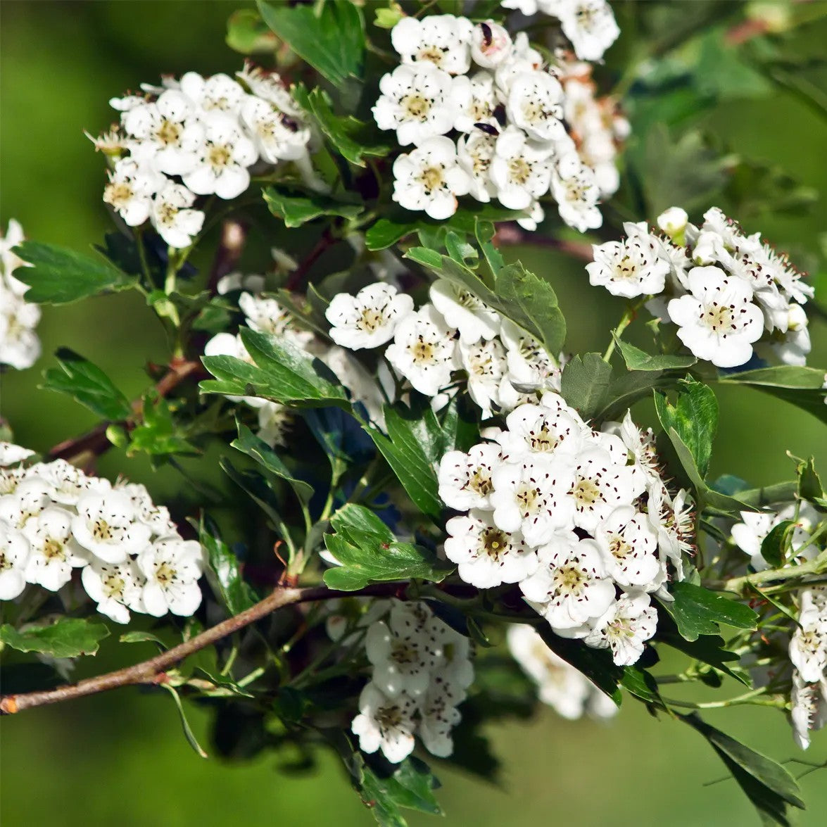 Herbs - Hawthorn | Organic